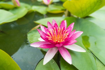 Top view beautiful pink waterlily or lotus flower in pond, focus