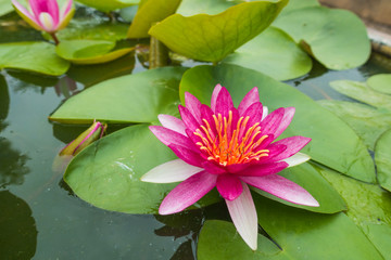 Top view beautiful pink waterlily or lotus flower in pond, focus