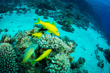 Tropical fish
