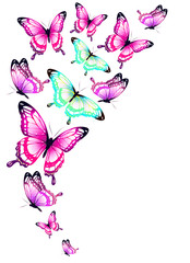 Naklejka na ściany i meble color butterflies,isolated on a white