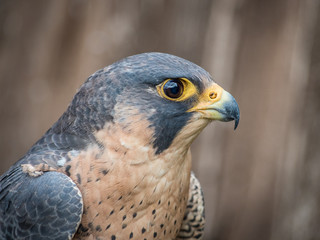 Peregrine Falcon portrait (Falco peregrinus) - 129236712