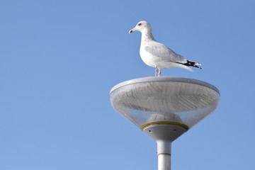 Möwe auf Laterne. Walcheren