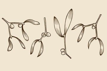 christmas mistletoe branch drawing