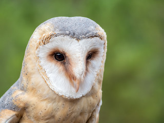 Barn owl up portrait (Tyto alba)