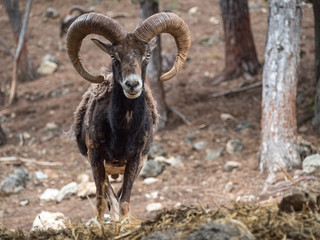 Iberian mouflon (Ovis orientalis musimon)