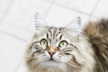 long haired cat in the garden, foreground of brown tabby version