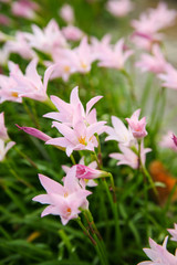 Fototapeta premium White Lillies