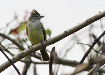 yellow-bellied elaenia (Elaenia flavogaster)