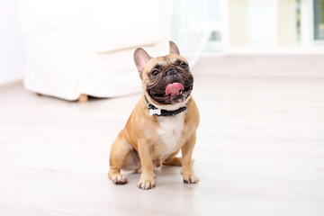 Cute dog sitting on floor