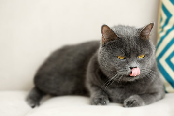 Cute cat lying on couch