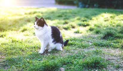 A black and white cat sitting on green grass 