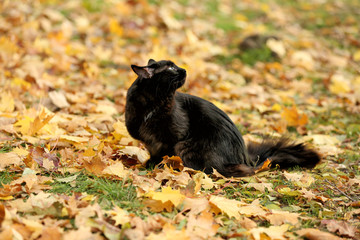 Cute black cat sitting in autumn park