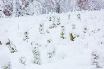 Small pine trees under snow.