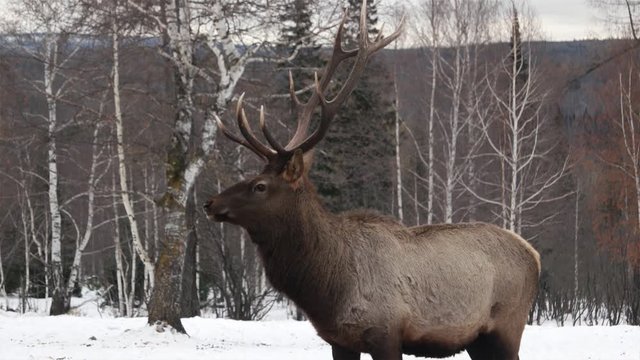 deer portrait while looking at you in winter time