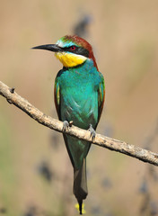 abejaruco