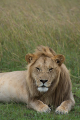 Adult male lion facing the camera lying in grass propped up on his elbows. He has flies around his face and mane. Only his head and upper body are in the photo. Photographed in natural light in Kenya 