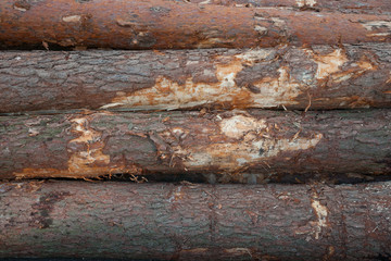 Timber logs texture