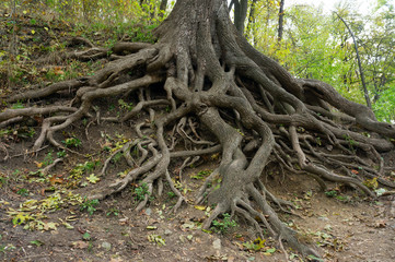 Fototapeta na wymiar Roots of the old giant oak