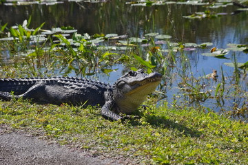 An Alligator in the Everglades National Park in Florida
