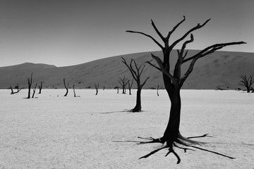 Death trees, Namibia. Image digitally altered intentionally.