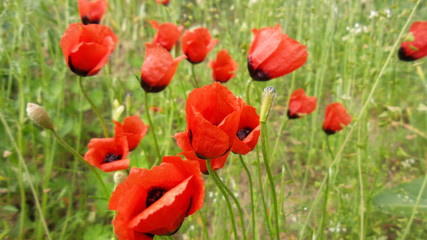 Red poppies © Sebastian