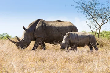 Tuinposter Neushoorn White rhinoceros with puppy, South Africa