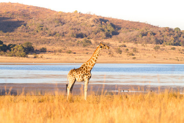Giraffe from South Africa, Pilanesberg National Park. Africa