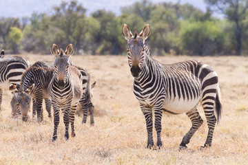 Fototapeta na wymiar Cape mountain zebra, South Africa