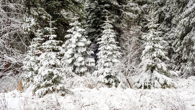 Prefect Christmas trees in nature with snow