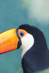 Toucan Close-Up
