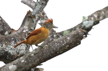 Barred Antshrike (Thamnophilus doliatus) Female