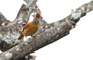 Barred Antshrike (Thamnophilus doliatus) Female