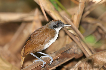 Bicolored Antbird  (Gymnopithys bicolor)