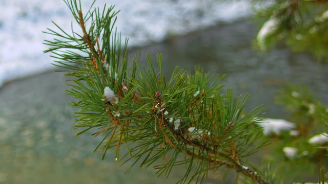 snow on green spruce branch	