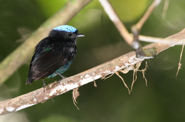 bBue-Crowned Manakin (Lepidothrix coronata)