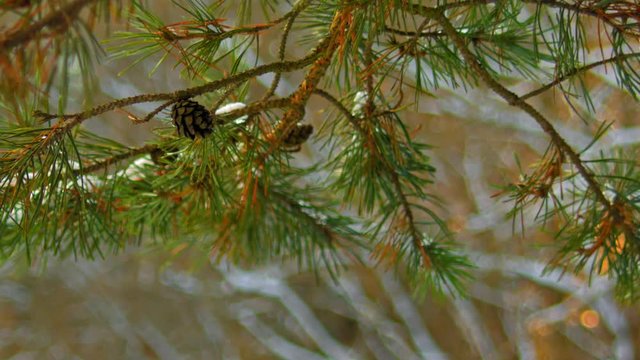 pine branch with cone in the winter forest	