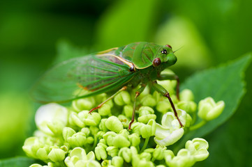 Cicada white blossom close