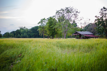 Cottage wood frame house old roof rust is situated near a rice farmer harvesting.