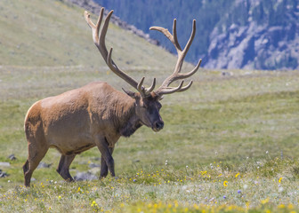 Naklejka na ściany i meble Elk - Rocky Mountains National Park