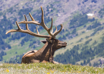 Elk - Rocky Mountains National Park