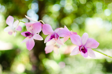 Fototapeta na wymiar Pink orchid flower with bokeh background
