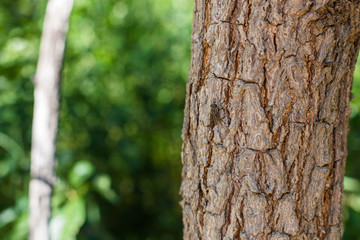 insects, insect, bug