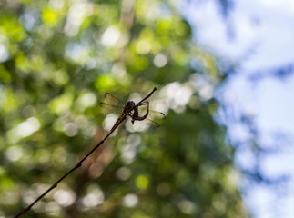Dragonflies of Thailand