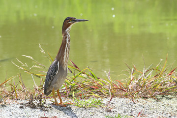 Green Heron (Butorides virescens)