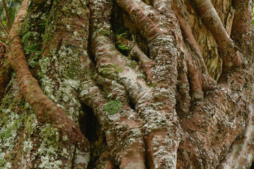 Closeup root around tree trunk, Bark background and textured with around tree