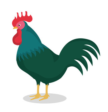 rooster bird isolated icon vector illustration design