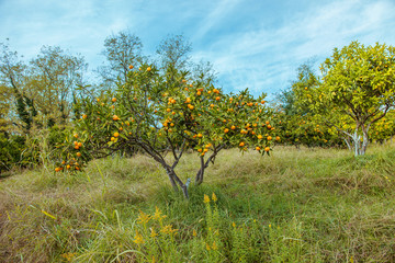 Fototapeta na wymiar Tangerine tree