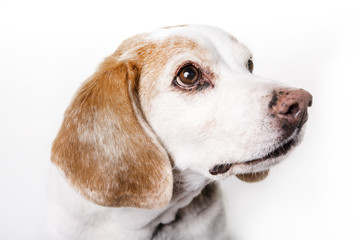 puppy Beagle on white background