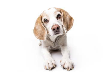 puppy Beagle on white background