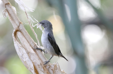 Plain-colored Tanager (Tangara inornata)